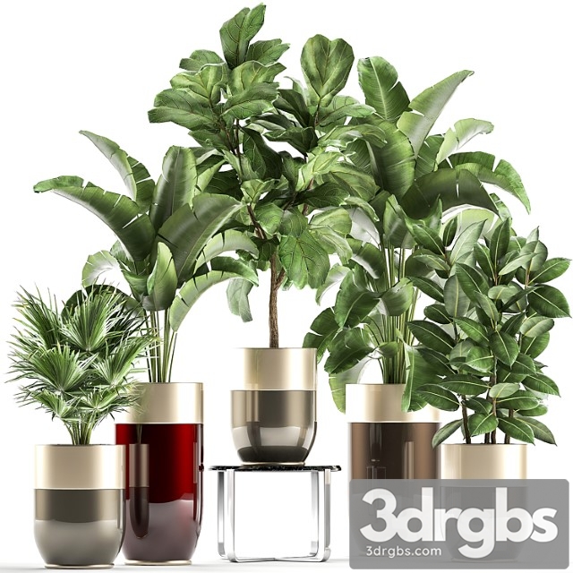 Collection of plants in gold pots godwin longhi luxury with banana palm, ficus, luxury decor. set 858.