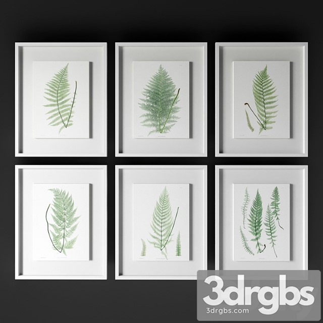 Johnrichard - antique frond