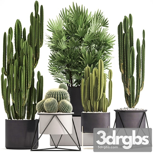Plant collection 307. cacti, palm tree, pot, flowerpot, rapis, cereus, barrel cactus, interior, stylish, ecotic, raphis palm