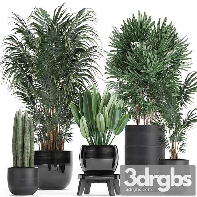 A collection of beautiful small plants in black pots and vases with palm, rapeseed, strelitzia. set 738.