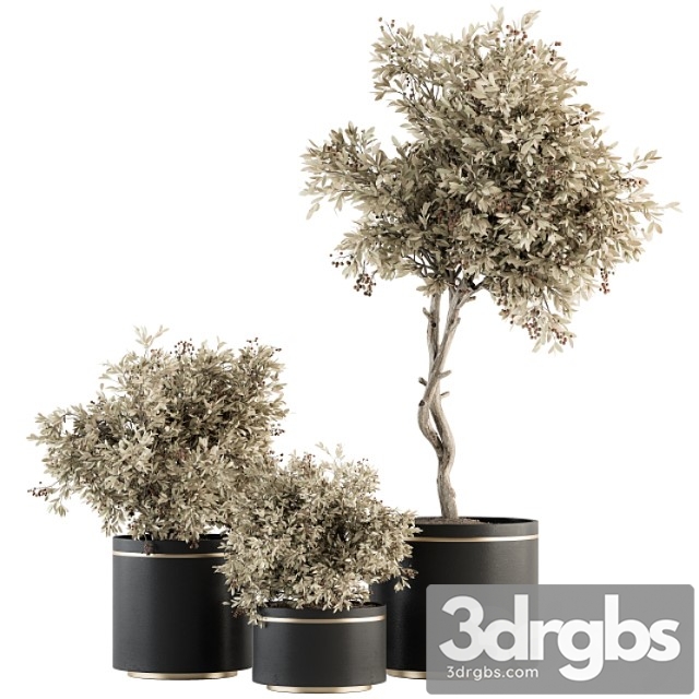Indoor plant set 310 - tree and plant set in black pot