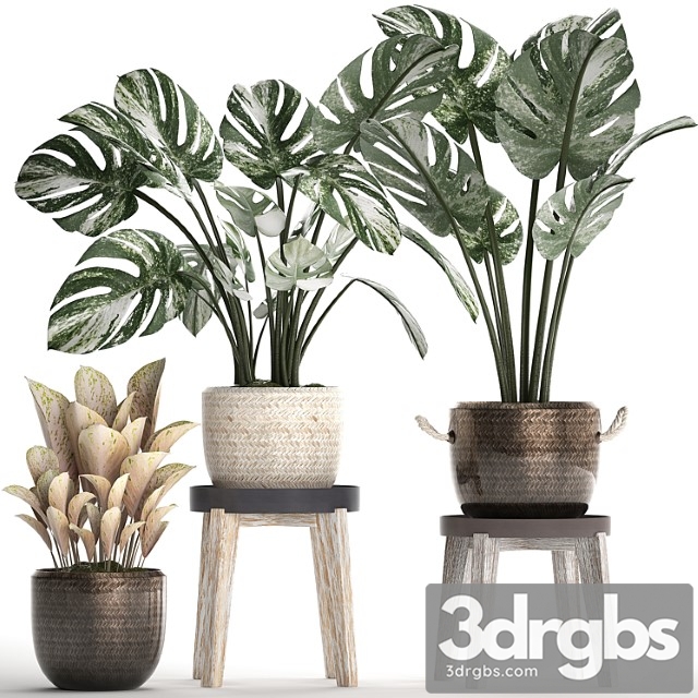 Collection of small plants in modern stylish glossy pots rattan baskets with monstera variegated, luxury. set 450.