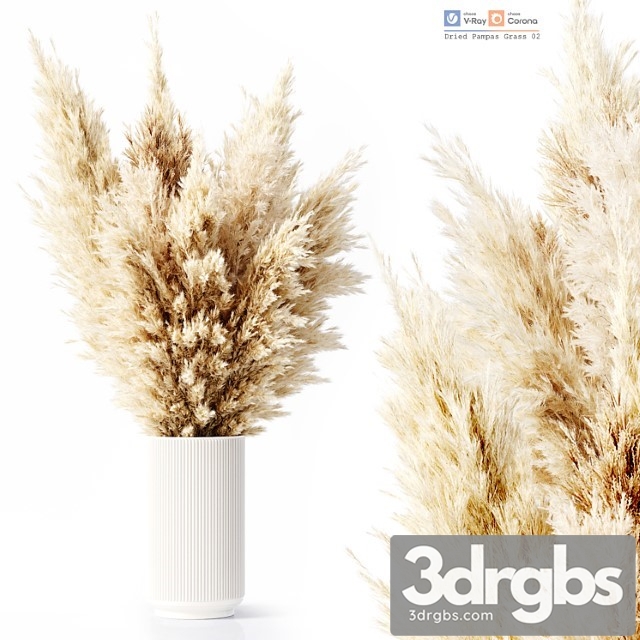 Dried Pampas Grass 02