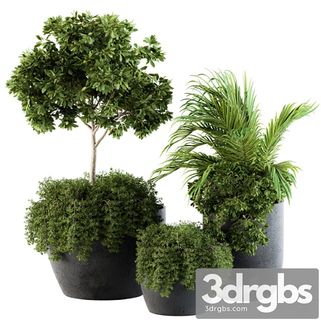 Outdoor plants broadleaf - set 81