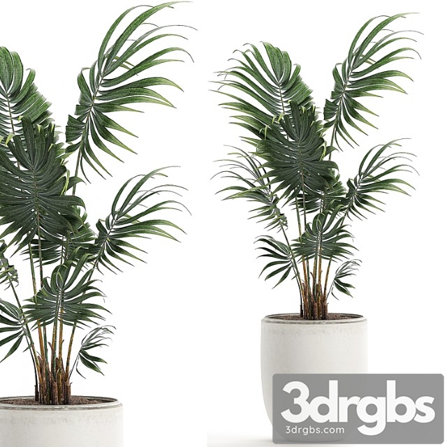 A beautiful small decorative indoor palm tree in a white modern pot with hovea, kentia, neanta. set 519.