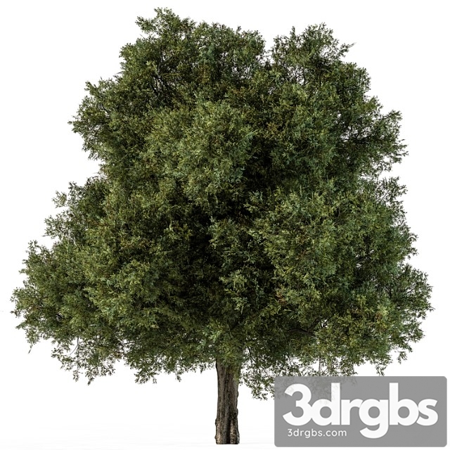 Tree green maple - set 99