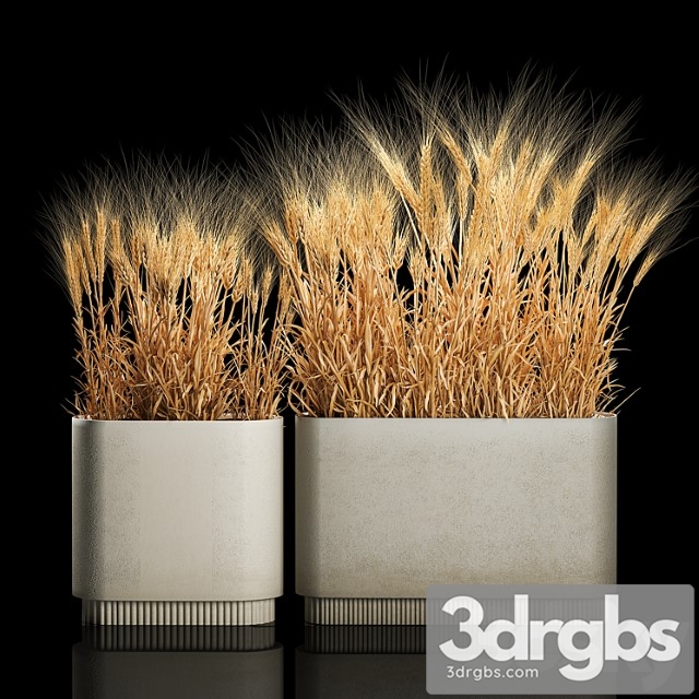 Bushes of Dry Wheat Ears in Flower Pots Suhotsvet Eco Table Collection of Plants 1204
