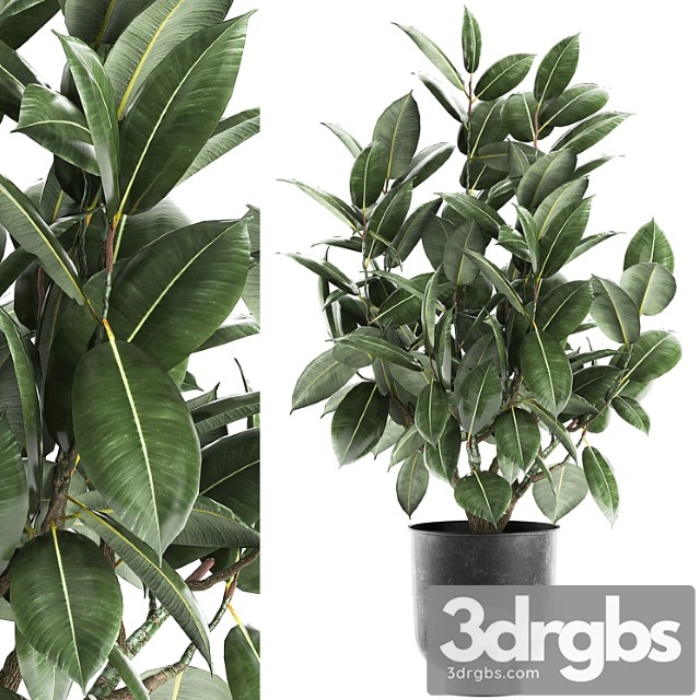 Decorative lush small tree with leaves in a black pot ficus rubberiferous, robusta, elastic . 852.