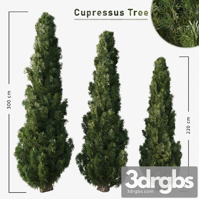 Cupressus tree