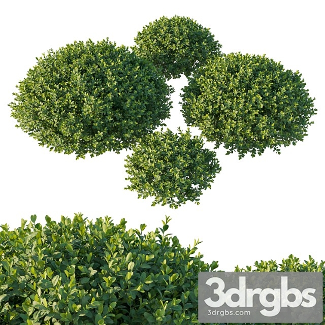 Boxwood 05