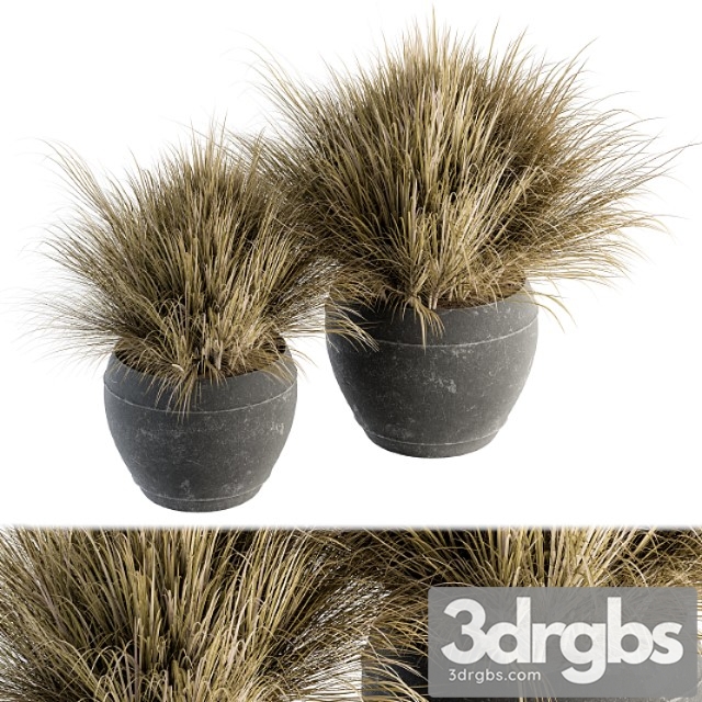 Outdoor plant set 204 - dried grass in pot