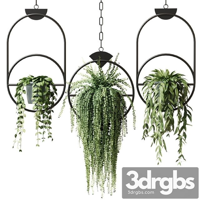 Ampel Plants In Hanging Pots With Black Rings Set 15