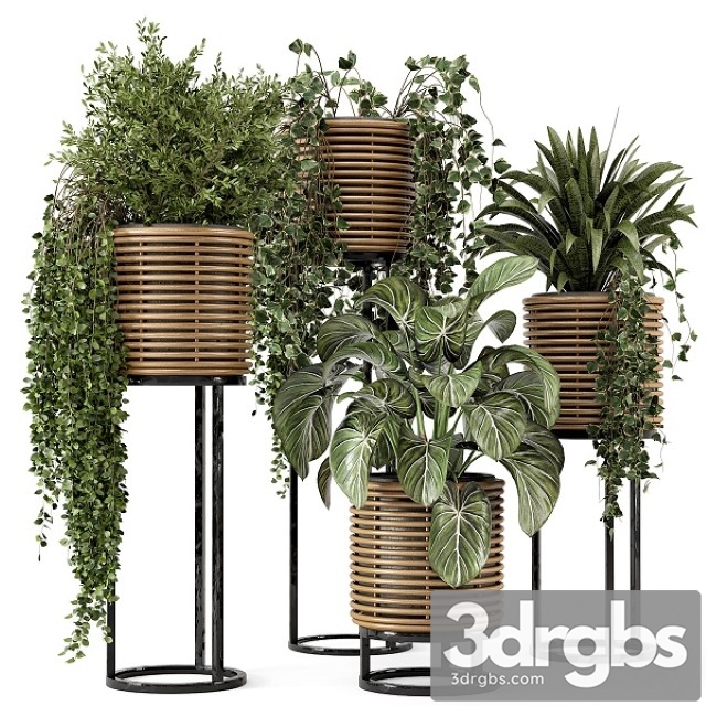 Indoor Plants in Natural Rattan Pot on Metal Base Set
