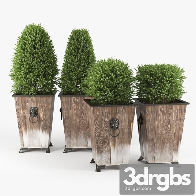 Boxwood Topiary 3