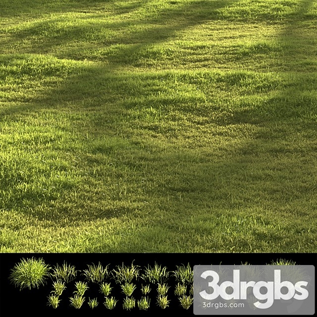 Garden Grass