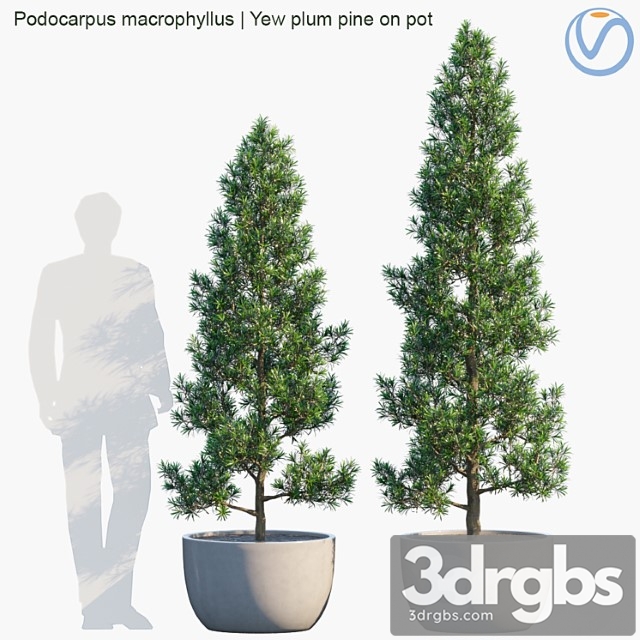 Plant In Pots 32 Yew Plum Pine