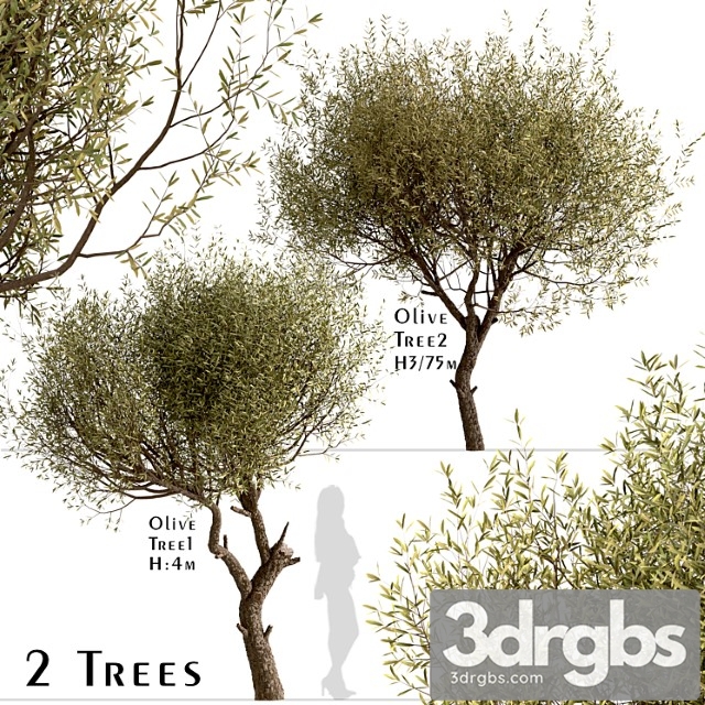 Set of olive trees (olea europaea) (2 trees)