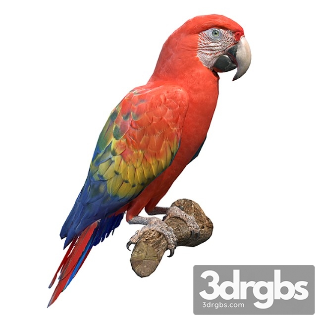 Red macaw