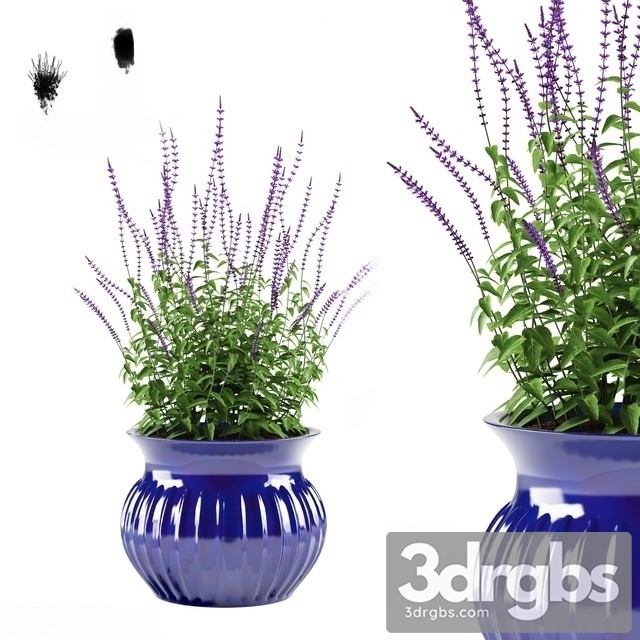 Salvia Oakgrass Flowers Pot