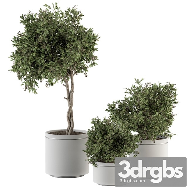 Indoor plant set 311 - tree and plant set in black pot