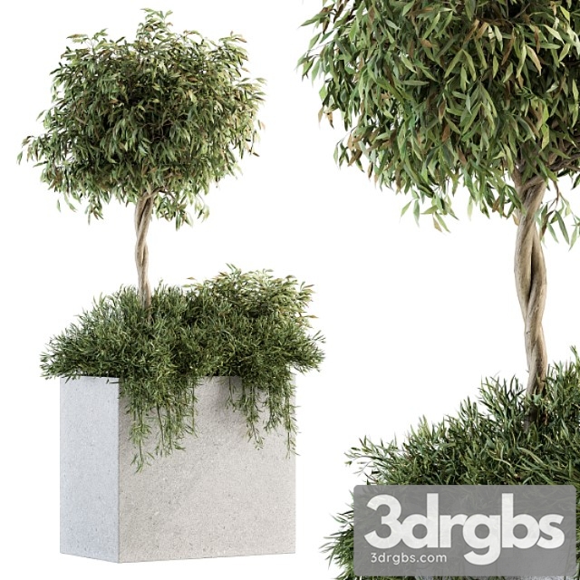 Outdoor Plant Set 172 Plant Box Tree