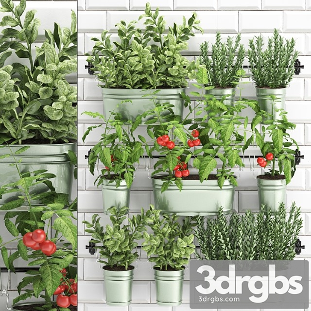 Collection of plants kitchen garden potted vegetable garden railing white tile apron with vegetables, herbs, tomatoes, rosemary, basil, vertical landscaping. set 39.
