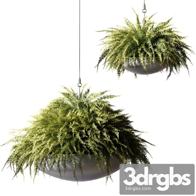 Ampelous plants nephrolepis sublime in gray hanging pots
