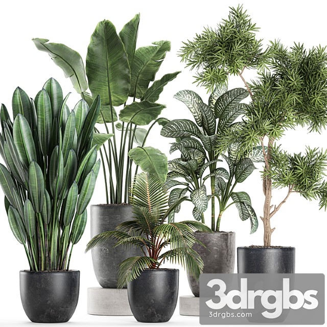 Collection of Small Plants in Black Pots with Banana Palm Dieffenbachia Tree Set 757
