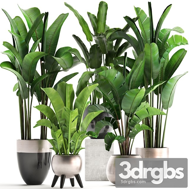 Plant collection 308. strelitzia, banana, ravenala, pot, flowerpot, indoor plants, luxury, strelitzia, luxury pot, decor, bushes, thickets