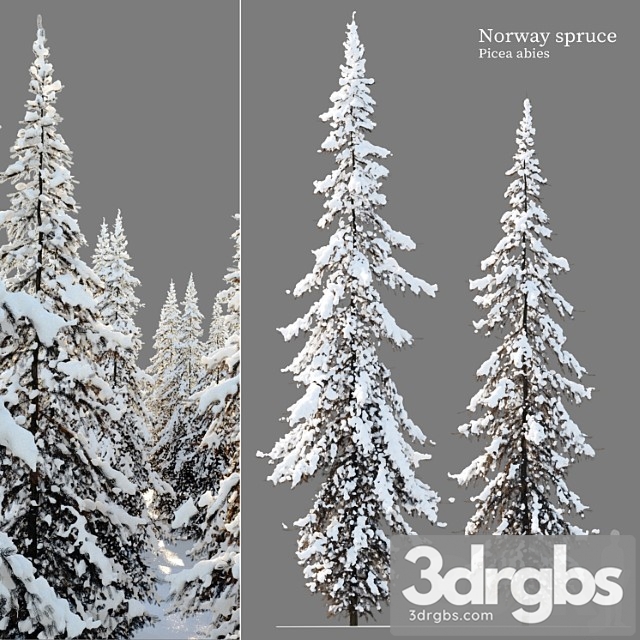 Winter norway spruce 02