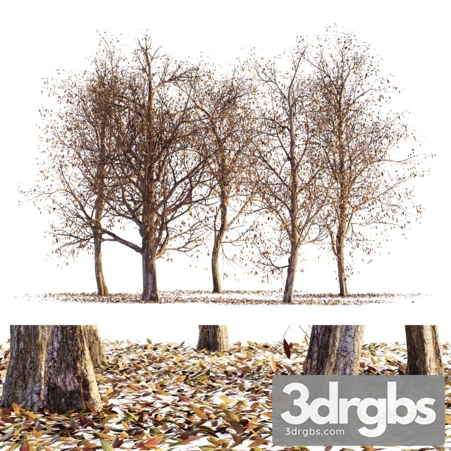 Collection of Dry Autumn Trees 001