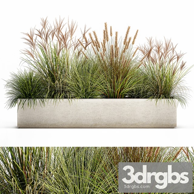 Collection of plants in a pot pampas grass, reeds, flowerbed, landscaping, bushes. set 1074.