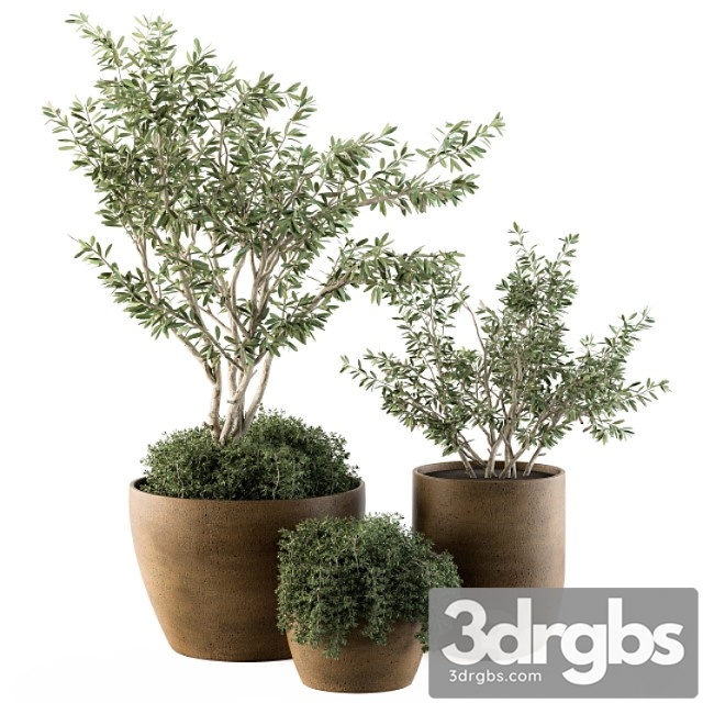 Outdoor plants olive - set 79