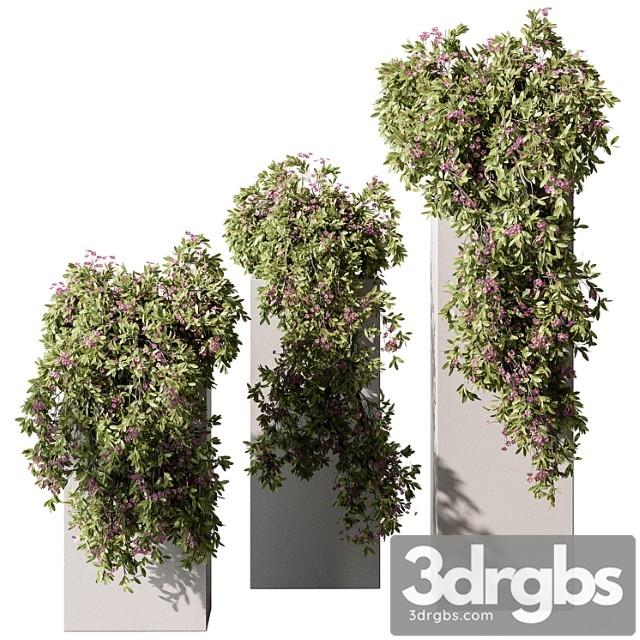 Hanging Plant in Box Outdoor Plants 454