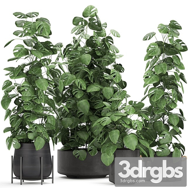 Collection of Decorative Bushes Plants in Black Pots Monster Viuschiesia Set 775