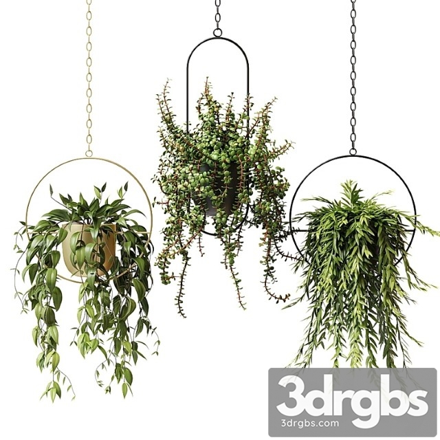 Ampel Plants In Hanging Planters Set 13