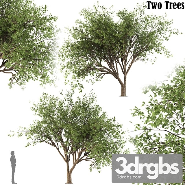 Chinese Stewartia Tree Two Trees