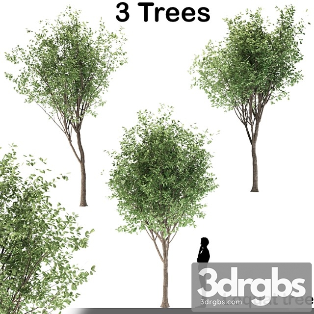 Loquat tree (3 trees)