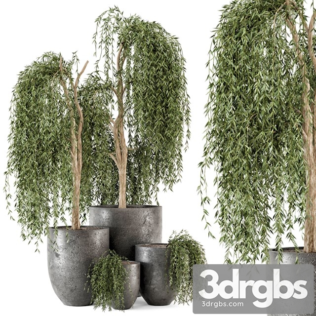 Outdoor plants bush and tree in rusty dark concrete pot - set 52