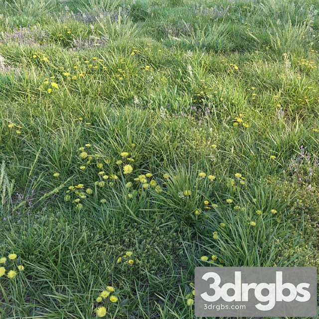 Spring Grass with Dandelions