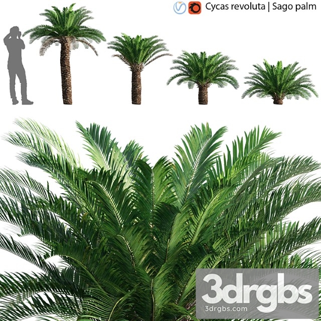 Cycas revoluta - sago palm - 02