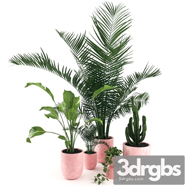 Plants 8 a