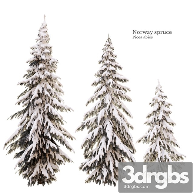Winter norway spruce