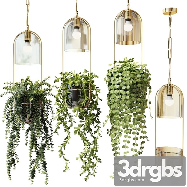 Ampel plants in hanging pots lamps - set 2