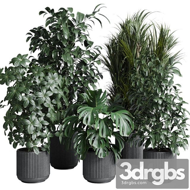 Indoor Plant Set 308 Pot Palm Ficus Rubbery Monstera Concrete Dirt Vase