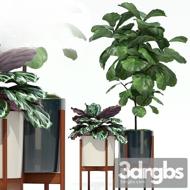 Indoor Plant Set 8