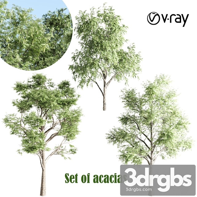 Set Of Acacias Vray