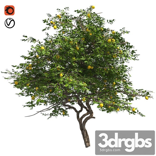 Lemon tree with fruits and blossom