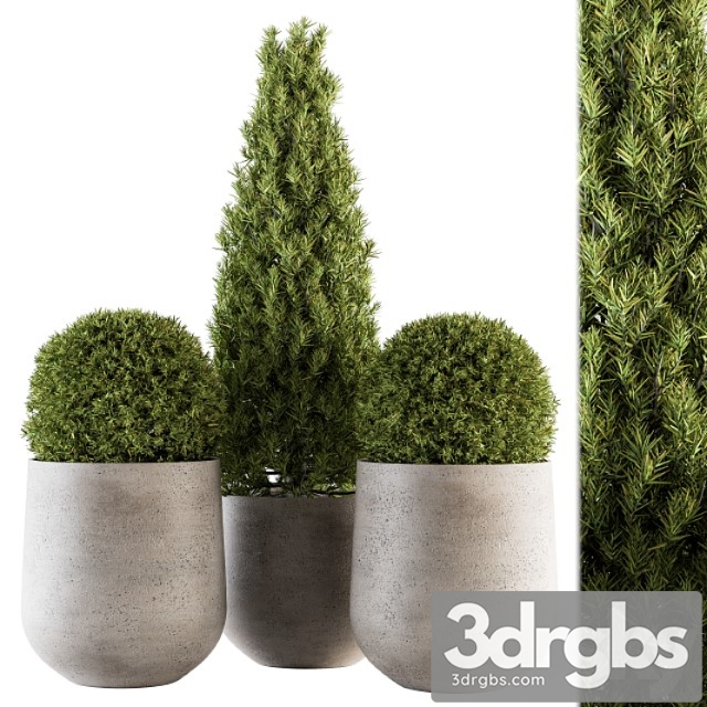 Outdoor plants tree in concrete pot - set 143