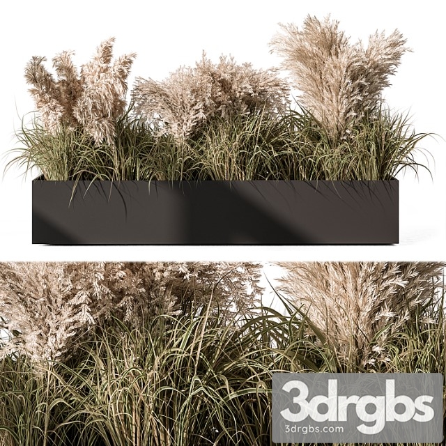 Pampas plants - outdoor plants set 433